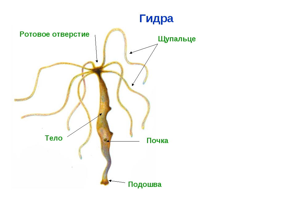 Кракен ссылка kra